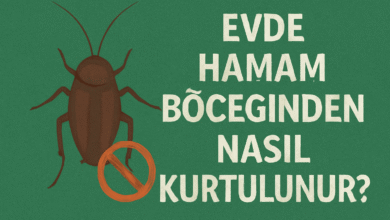 Evde Hamam Böceğinden Nasıl Kurtulunur?