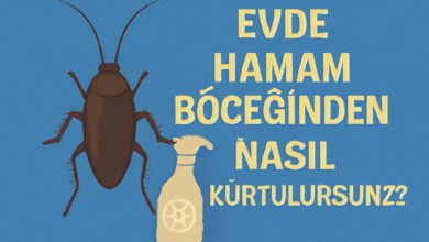 Evde Hamam Böceğinden Nasıl Kurtulursunuz