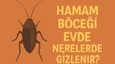 Hamam Böceği Evde Nerelerde Gizlenir