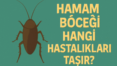 Hamam Böceği Hangi Hastalıkları Taşır