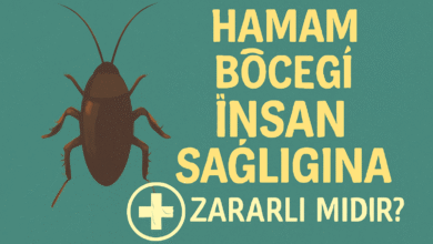 Hamam Böceği İnsan Sağlığına Zararlı Mıdır