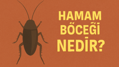 Hamam Böceği Nedir