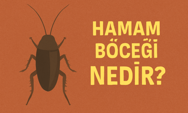 Hamam Böceği Nedir