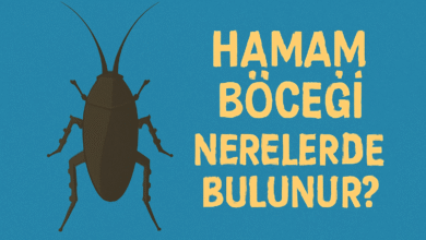 Hamam Böceği Nerelerde Bulunur