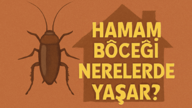 Hamam Böceği Nerelerde Yaşar