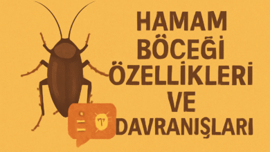 Hamam Böceği Özellikleri ve Davranışları