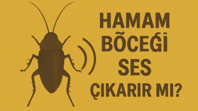 Hamam Böceği Ses Çıkarır Mı