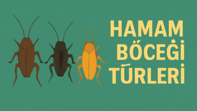 Hamam Böceği Türleri