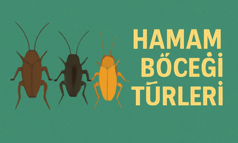Hamam Böceği Türleri